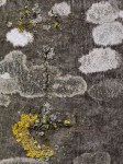 clicking-images_bijzondere-landschappen-boom maan korstmos geel